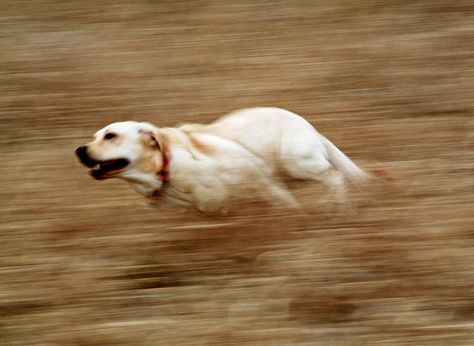 dog Blur, A Dog, Running, Photography, White