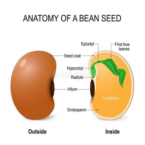 Anatomy of a bean seed. Vector diagram vector illustration Biology Jokes, Development Illustration, Anatomy Education, Diagram Illustration, Biology Diagrams, Biology Plants, Ag Education, Diy Rack, Anatomy Bones