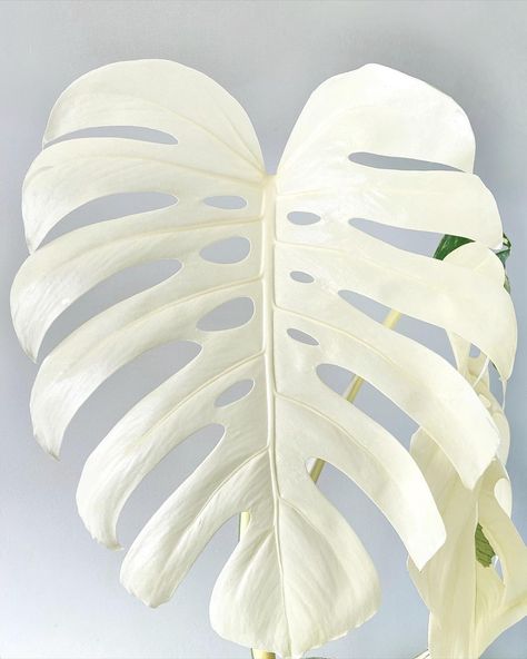 White Monstera, Albino Plants, Variegated Plants, White Plants, Office Plants, Monstera Plant, Plant Painting, White Leaf, Little Garden