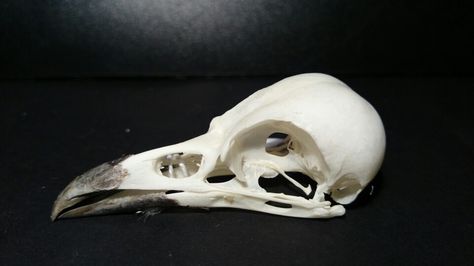 Magpie skull (No animals were harmed on purpose) Magpie Skull, Animal Anatomy, Skeleton Bones, Animal Skulls, Reference Images, Magpie, Taxidermy, Quince, Animal Art