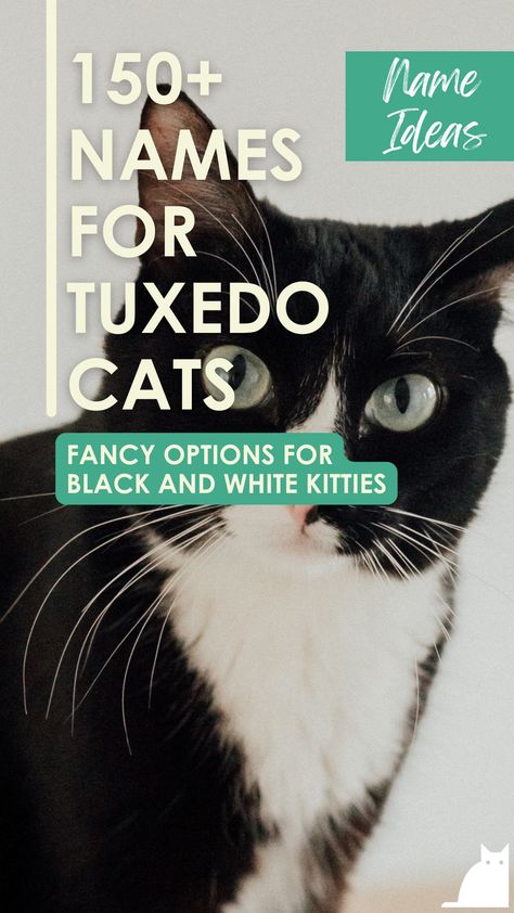 If you’re looking for a unique name for your tuxedo cat, look no further! Black And White Cat Names, Female Cat Names Unique, Tuxedo Cat Tattoo, Kitten Names Girl, Fancy Names, Boy Cat Names, Girl Cat Names, Excited Cat, Batman Cat