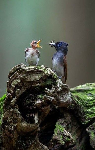 Two Birds, All Birds, Pretty Birds, Small Birds, Wild Birds, Mothers Love, Bird Watching, Love Birds, Beautiful Creatures