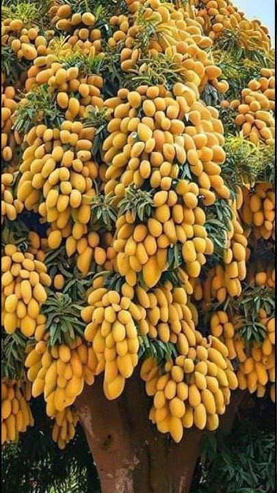 Tropical Fruit Photography, Tropical Fruit Trees, Tree Grafting, Grafting Fruit Trees, Mango Varieties, Fruit Tree Garden, Mango Trees, Fruit Bearing Trees, Organic Fruits