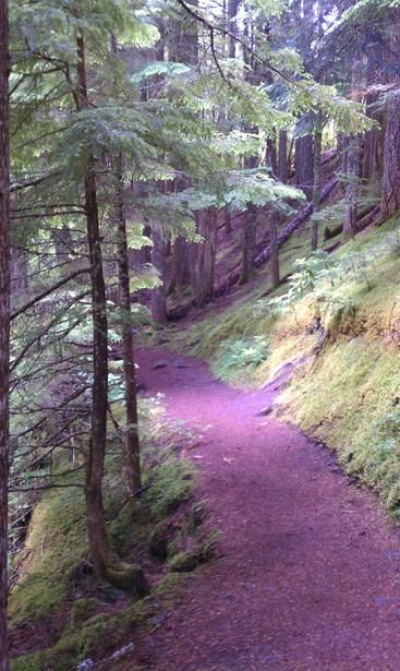 Ramona Falls Trail Ramona Falls, Oregon Hikes, Cali Girl, Pet Friendly Hotels, San Diego California, John Muir, Pet Travel, Awe Inspiring, City Guide