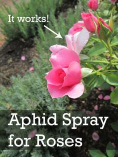 Insecticide For Plants, Aphid Spray, Roses Garden Care, Get Rid Of Aphids, Rose Plant Care, Lawn Pests, Organic Gardening Pest Control, Knockout Roses, Natural Insecticide