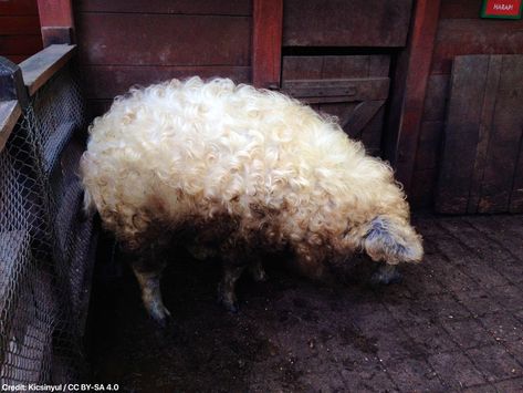 There's a pig with a sheep-like fur.  It's called the Mangalica. Mangalitsa Pig, Wooly Pig, Pig Breeds, Pom Dog, Pig Dog, Himalayan Cat, Cuddly Animals, Rare Breed, Fluffy Animals