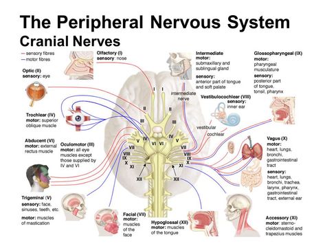 Peripheral Nervous System (PNS) – Cranial Nerves and it’s Reflexes – Earth's Lab Cranial Nerves Anatomy, Nerves Anatomy, Neurological Assessment, Nervous System Anatomy, Nerve Anatomy, Anatomy Notes, Sensory Nerves, Neurological System, The Peripheral