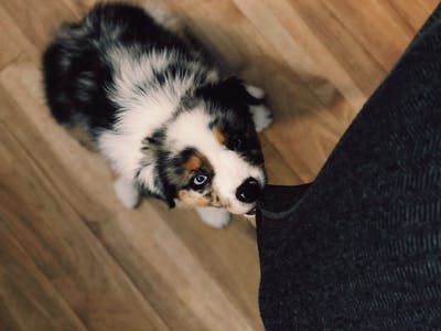 Australian Shepherd Training, Mini Aussie Puppy, Puppy Stages, Puppy Barking, Mini Australian Shepherds, Dog Training Books, Australian Shepherd Puppy, Puppy Biting, Aussie Puppies