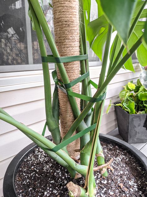 Want to make a DIY moss pole for plants but think they are messy and difficult? Check out my DIY moss pole alternative using jute instead! Swiss Plant, Diy Moss Pole, Monstera Deliciosa Care, Diy Cat Scratcher, Tall Potted Plants, Diy Moss, Moss Pole, Diy Cat Tree, Cheese Plant