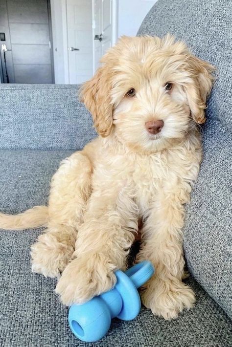 Toy Goldendoodle, Mini Goldendoodle Puppies, Mini Goldendoodle, Adorable Babies, Cute Dog Pictures, Golden Doodle, Goldendoodle Puppy, Cute Little Puppies, Doodle Dog