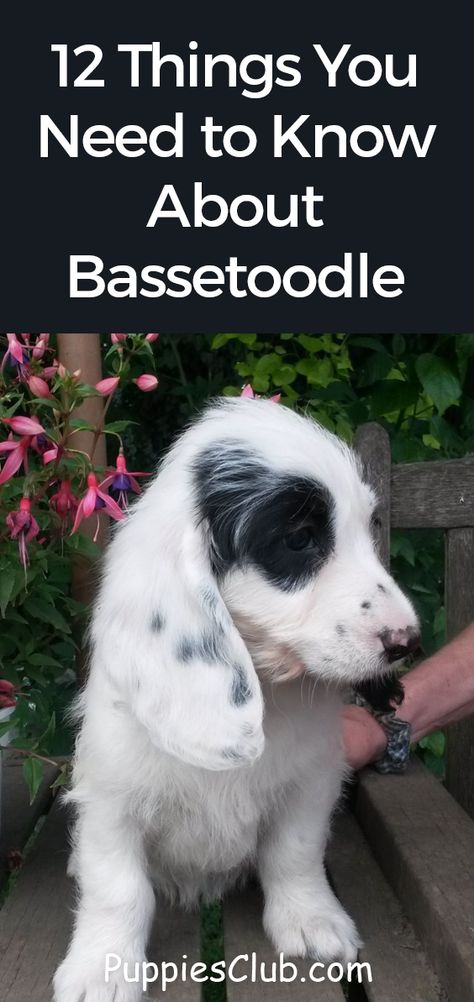 12 Things You Need to Know About Bassetoodle.  #doodle #poodle #dogs #poodlemix #bassetoodle #BassetHound Basset Hound Mix, Bird Doodle, Poodle Mix Dogs, Poddle, Poodle Dogs, Bassett Hound, Basset Hounds, Dog Facts, Poodle Mix