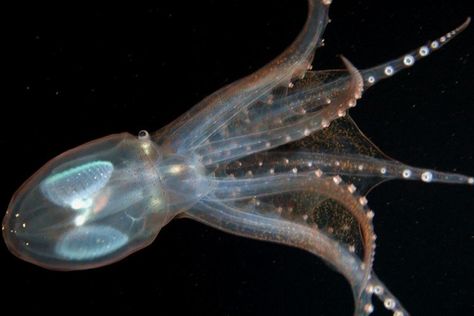 Rarely Seen Translucent Deep Sea Octopus Is Clearly a Stunner ... Ocean Tote Bag, Glass Octopus, Marine Organism, Deep Sea Creatures, Water Life, Wildlife Habitat, Saltwater Aquarium, Underwater World, Ocean Life