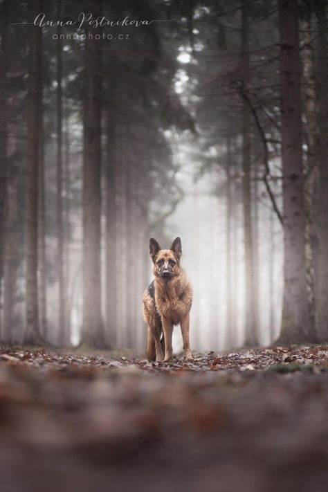 Foggy Day, Dog Photoshoot, Fall Dog, Dog Photograph, Yorkshire Terrier Puppies, Sweet Dogs, Shooting Photo, German Shepherd Dog, Shepherd Puppies