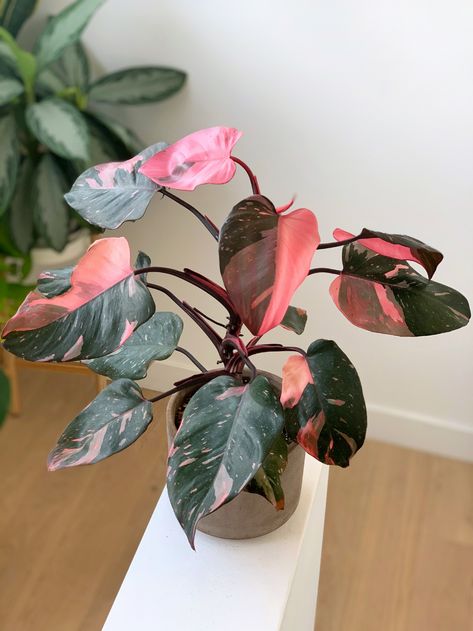 Philodendron Pink Princess Care Tips Philodendron Pink Princess, Plant Wishlist, Pink Plant, Variegated Plants, Pink Leaves, Cactus Y Suculentas, Pretty Plants, Plant Nursery, Plant Mom