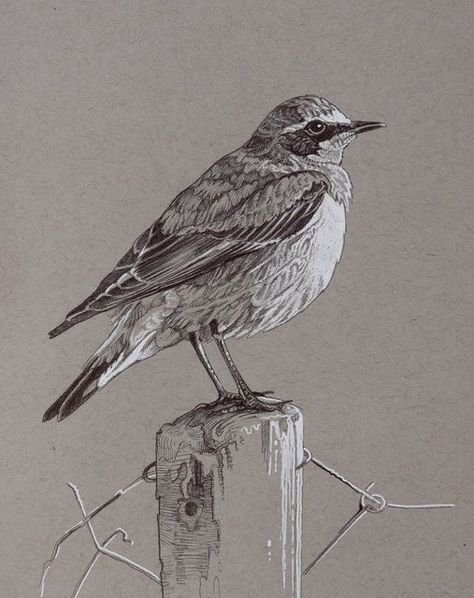 Sketch On Toned Paper, Drawings On Toned Paper, Toned Gray Paper Drawings, Toned Paper Drawing, Contemporary Wildlife Art, Bird Artists, Nature Sketch, Dark Art Tattoo, Flying Birds