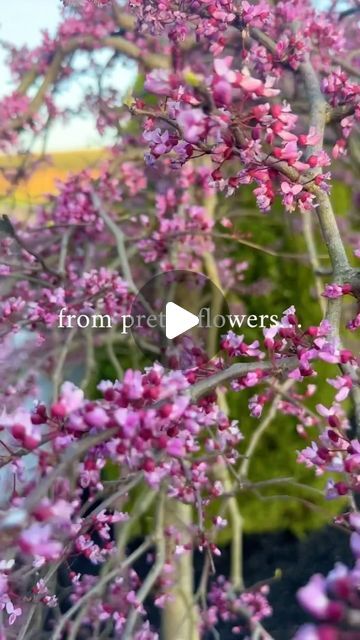 Weeping Redbud, Redbud Trees, Privacy Wall, Redbud Tree, Landscape Plants, Red Bud, Trees Landscape, Privacy Walls, Plants Garden