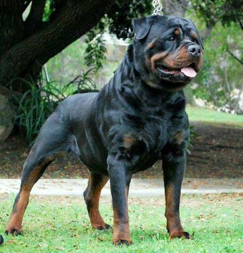 Awesome Tough Dog Names, German Rottweiler, Rottweiler Breed, Rottweiler Love, Image Moto, Positive Dog Training, Stud Dog, Rottweiler Lovers, Easiest Dogs To Train