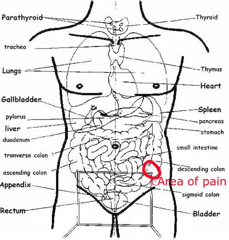 sharp pain in lower left abdomen male Lower Abdominal Pain, Sigmoid Colon, Lower Stomach, Man Anatomy, Tight Hip Flexors, Cool Chest Tattoos, Psoas Muscle, Lower Abdomen, Stomach Pain