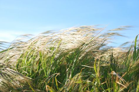 Windy Day Grass. Grass moving by the wind on a sunny day , #Ad, #Grass, #Day, #Windy, #moving, #day #ad Tall Grass Aesthetic, Wind Aesthetics, Windy Aesthetic, Windy Landscape, Tall Grass Field Aesthetic, Flowers In The Wind, Garden Corner Ideas, Trees Swaying In The Wind, Long Grass Blowing In The Wind