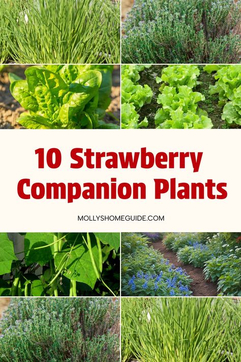 Enhance the health and yield of your strawberry crop by exploring the world of companion planting. Discover the absolute best companion plants for strawberries to create a thriving garden ecosystem. From nutrient-enhancing herbs to pest-repelling flowers, these strawberry companions will elevate your harvest. Learn about the top companion plants for strawberries and how they can support each other's growth. Explore new ways to grow with companion plants that benefit both your strawberry plants a Garden Ecosystem, Strawberry Companion Plants, Best Companion Plants, Chives Plant, Companion Plants, Growing Strawberries, Strawberry Patch, Thriving Garden, Strawberry Plants