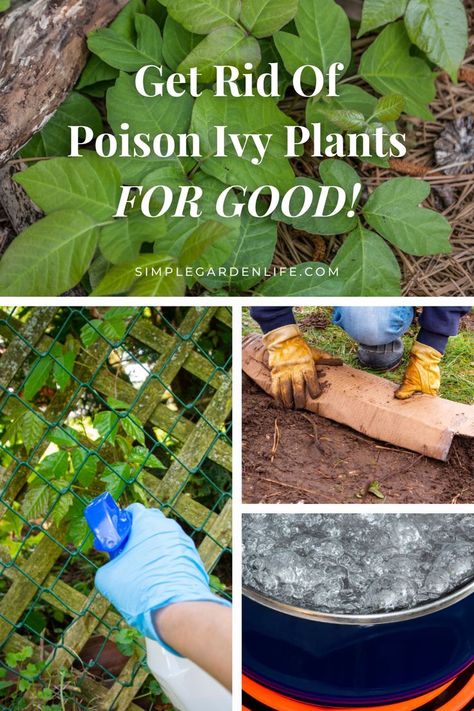 Get rid of poison ivy plants for good by simplegardenlife.com How To Kill Poison Ivy, Natural Remedies For Poison Ivy, Poison Ivy Spray, Natural Poison Ivy Killer, How To Treat Poison Ivy, How To Dry Up Poison Ivy Rash, Poison Ivy Killer, Stop Poison Ivy Itch, Kill Poison Ivy