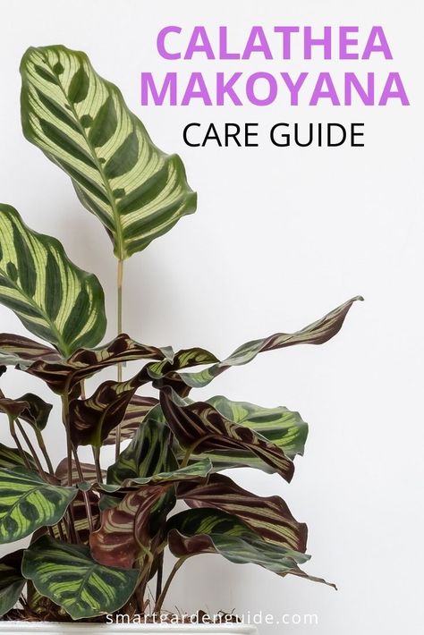 Guide to calathea makoyana care. The wonderfully beautiful foliage of the peacock plant (calathea makoyana) makes it a perfect houseplant. A little tricky to keep in perfect condition, but if you follow these simple peacock plant care tips, yours will look amazing and turn heads in your home. Calathea Makoyana, Peacock Plant, Cactus Planta, Calathea Plant, Plant Care Houseplant, Smart Garden, Indoor Plant Care, Garden Guide, The Peacock