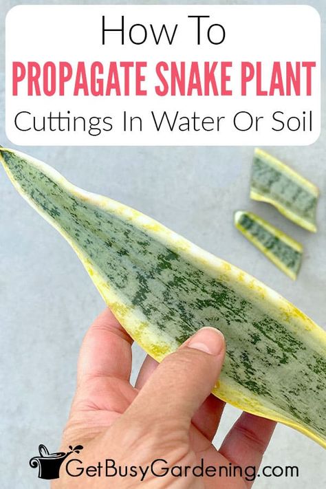 Growing new snake plants is not only fun, it’s easy enough that even a beginner can do it. In this detailed guide about snake plant propagation I’ve walked through the most common ways for gardeners to start a new mother-in-law’s tongue from existing ones, including propagating them in water and soil, and how to separate the pups. You’ll get tips on taking Sansevieria cuttings, a supply list, and easy step by step instructions for each method so you can enjoy lots of baby Sansevieria plants. Mother In Law Plant, Snake Plant Indoor, Snake Plant Propagation, Mother In Law Tongue, Snake Plant Care, Sansevieria Plant, Plant Care Houseplant, Aloe Plant, Big Plants