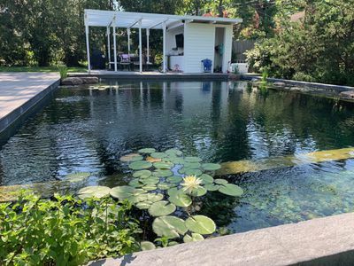 Pool Area Landscaping, Chlorine Free Pool, Backyard Ecosystem, Swimming Pool Cost, Pool Cost, Stock Tank Pool, Pool Chlorine, Swimming Pond, Natural Swimming Pools