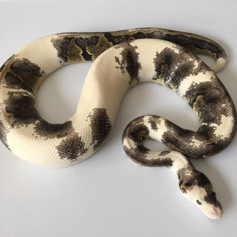 Aesthetic Snakes, Fuzzy Snake, Unique Snakes, Dream Snake, Snake Enclosure, Cool Snakes, Pretty Snakes, Colorful Snakes, Ball Python Morphs