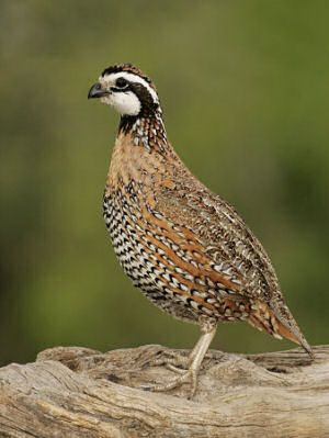 Bob White Quail, Longleaf Pine, Bobwhite Quail, Wood Badge, Quail Hunting, Cinnamon Color, Black And White Face, Grassy Field, What Happened To Us