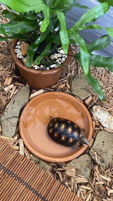 Available tortoise for sale email: paradisetortois18@gmail.com All our tortoise come with a 1-year genetic health guarantee against any illness/disease and a health certificate of trave #redfoottortoise #tortoise #tortoisesofinstagram #redfoot #sulcatatortoise #tortoises #cherryheadtortoise #reptile #redfootedtortoise #leopardtortoise #reptilesofinstagram #turtle #sulcata #reptiles #tortoiselover #tortoiseforum #russiantortoise #tortoiselife Russian Turtle, Red Footed Tortoise, Leopard Tortoise, Russian Tortoise, Sale Email, Sulcata Tortoise, Cute Reptiles, Genetic, Reptiles