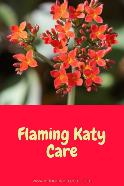 Flaming Katy Plants, Palm Care Indoor, Indoor Aloe Vera Plant, Ponytail Palm Care, Peace Lily Indoor, Flaming Katy, Prayer Plant Care, Plumeria Care, Anthurium Care