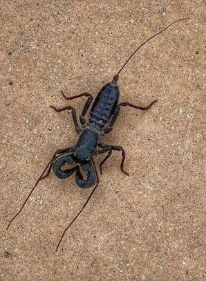 “Texas national park warns of acid-spraying "whip scorpions" https://t.co/yBAWl8JFHP” Between Chest Tattoo Female, In Between Chest Tattoo, In Between Chest Tattoo Female, Macabre Fashion, Texas Life, Texas Parks, Big Bend National Park, South Texas, Summer Rain