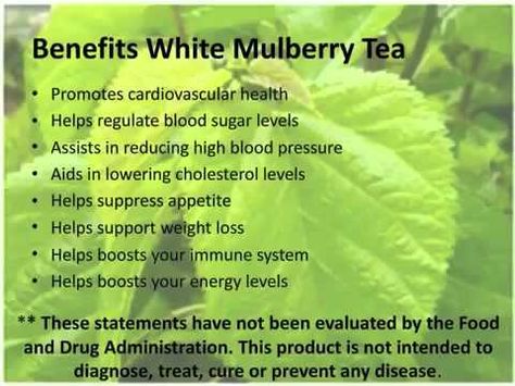 Benefits of white mulberry tea Muellin Leaf Benefits, White Mulberry Benefits, White Mulberry Leaf Benefits, Mulberry Benefits, Healthy Challenges, Mulberry Tea, Mulberry Recipes, White Mulberry, Optimum Health