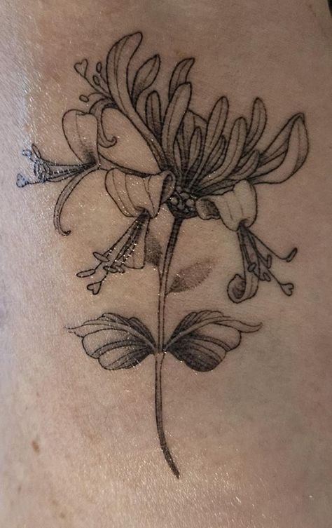 The Scent of Honeysuckle and the Memories Evoked — thehummingbirdpost.com Honeysuckle Wrap Around Tattoo, Honeysuckle And Cosmos Tattoo, Honeysuckle Tattoo Black And White, Rose And Honey Suckle Flower Tattoo, Virginia Bluebell Tattoo, Honey Suckle Tattoo Flower, Honeysuckle Vine Tattoo, Honey Suckle Flowers Tattoo, Sleeve Inspo Tattoo