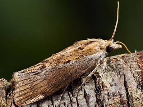 The moth that made mobile phone companies sit up and listen: Insect with sharpest hearing in the world could revolutionise technology Wax Moth, Types Of Moths, Glaucus Atlanticus, Giant Squirrel, University Of Strathclyde, Giant Anteater, Fun Fact Friday, Mobile Advertising, Human Voice