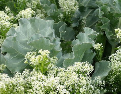 Heirloom British Sea Kale Crambe Maritima, Unusual Vegetables, Sea Kale, Special Plants, Coastal Garden, Scott Wilson, Irish Food, Small Cottage Homes, Sea Vegetables