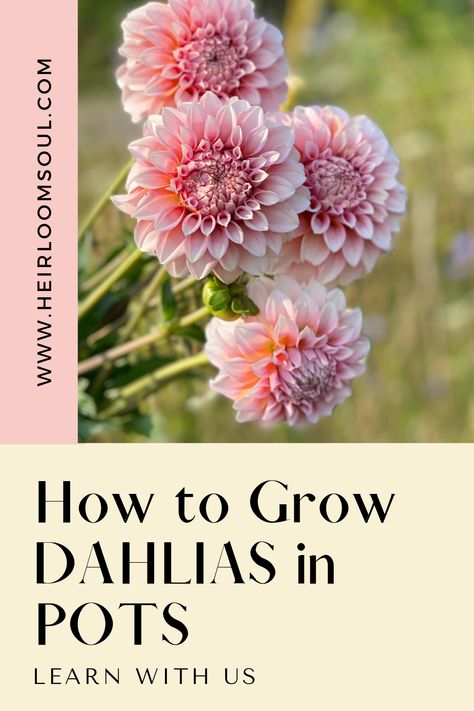 How to Grow Dahlias in Pots — Heirloom Soul Florals Planting Dahlias In Pots, Dahlia In Pots Container Garden, Dahlia Container Garden, Dahlia Planters, Dahlia In Pots, Potted Dahlias, Grow Dahlias In Pots, Daliah Flower, Dahlias In Pots