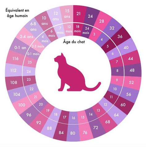 Échelle d’équivalence entre l’âge du chat et l’âge humain. Un chat de 21 ans peut ainsi être considéré comme « centenaire ». © Céline Deluzarche, Futura Age Chat, Guinness Book, Cat Call, Old Cats, Life Expectancy, British Shorthair, Cat Life, The Age, Calculator