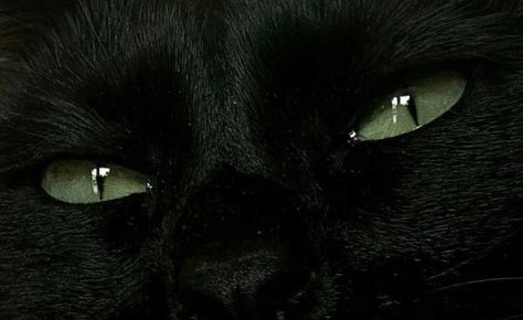 Black Cat With Green Eyes, Cat With Green Eyes, Black Cat Aesthetic, A Black Cat, Cat Aesthetic, Black Aesthetic, Cute Black, Green Eyes, Dark Aesthetic