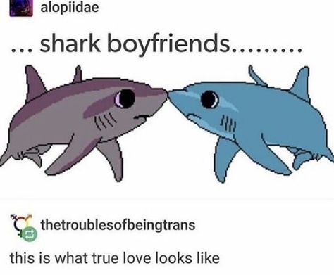 Animal Plushies, Dik Dik, Shark Pictures, Shark Art, Gay Memes, Cute Shark, Marine Animals, Amigurumi Toys, My Parents