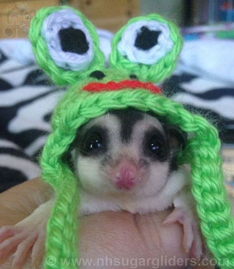 Sugar Glider Hats available for picture time at NH Sugar Gliders!  Lots of different ones to choose from. Sugar Glider Cute, Cute Animal Pics, Sugar Glider Baby, Sugar Glider Pet, Pet Aesthetic, Sugar Glider Toys, Sugar Bears, Guinea Pig Toys, Sugar Gliders