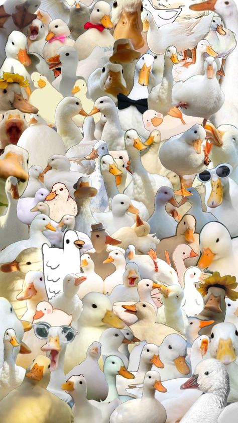 @QuackingGeese #duckcomp #comp #duck #ducks Cute Duck Aesthetic, Duck Mood, Duck Run, Ducks Aesthetic, Ducks Wallpaper, Duck Stuff, Ducky Duck, Flying Duck, Duck Pictures