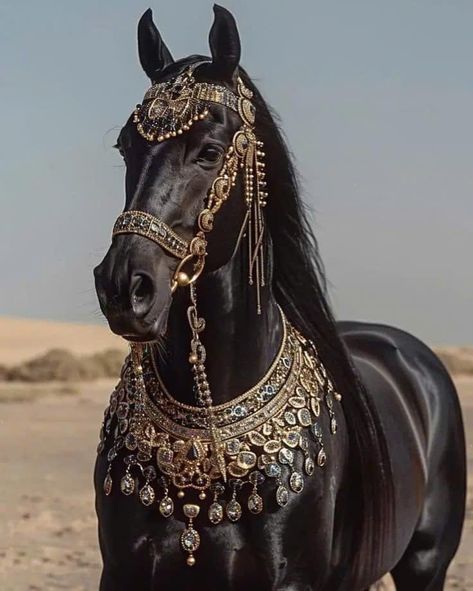 Horse Costumes, Beautiful Arabian Horses, Horse Fashion, Fantasy Horses, Horse Wallpaper, Horse Gear, Most Beautiful Horses, Most Beautiful Animals, Majestic Horse