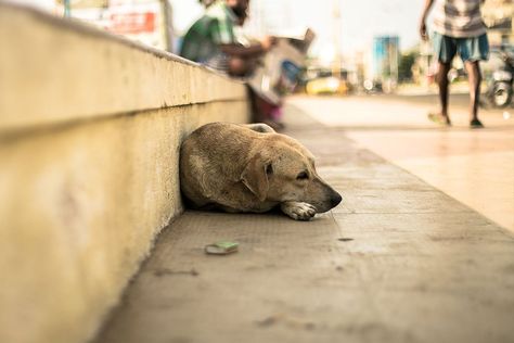 Being a stray is no laughing matter: Experts say abandoned dogs experience genuine PTSD | Salon.com Will Forte, Pack Of Dogs, Science Stories, Human Personality, Will Ferrell, Dog Shedding, Human Interaction, Tears Of Joy, Animal Welfare