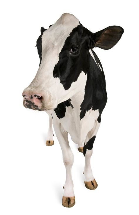 Holstein cow, standing | Premium Photo #Freepik #photo #animals #farm #cow #view Happy New Year Calligraphy, New Year Calligraphy, Cow Portrait, Holstein Cow, Holiday Fonts, Holstein Cows, Creative Fashion Photography, Graphic Design Assets, Farm Cow