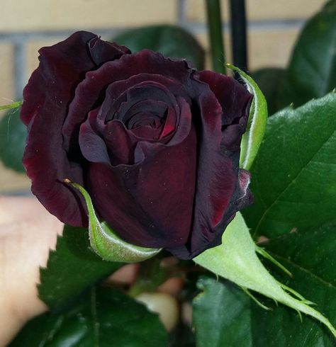 https://flic.kr/p/Hcd5fk | Black baccara rose Black Bacarra Roses, Black Baccara Roses, Black Baccara, Goth Garden, Nature Colors, Abstract Art Diy, Cabbage Roses, Favorite Flowers, Felt Christmas Ornaments