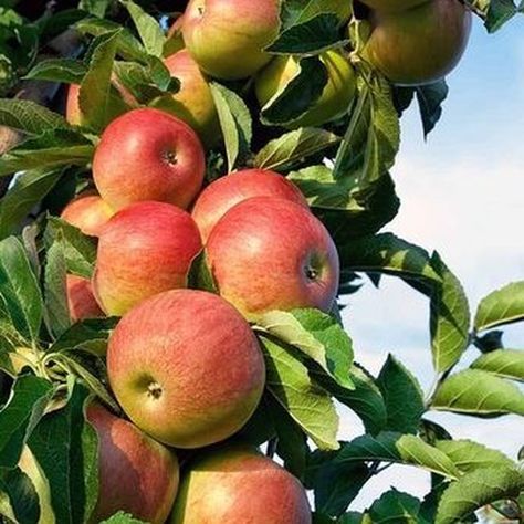 #apples hashtag on Instagram • Photos and videos Honey Crisp Apple Tree, Honeycrisp Apple Tree, Honey Crisp Apple, Dessert Apple, Honeycrisp Apple, Honey Crisp, Fruit Crisp, Insecticidal Soap, Crabapple Tree