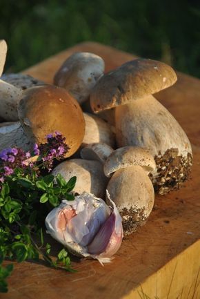 Know Your Boletes (Great post from HuntGatherCook, on the Cep and several other bolete mushrooms. Gorgeous photos) Courgette Pasta, Types Of Mushrooms, Thyme Tea, Mushroom Identification, Mushroom Cottage, Foraged Food, Edible Mushrooms, Mushroom Hunting, Mushroom Fungi