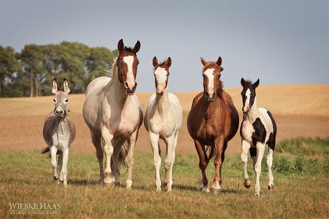 Portrait Horse, Horse Family, Animal Family, Baby Horses, Most Beautiful Animals, Horse World, Horse Crazy, Equine Art, Pretty Horses